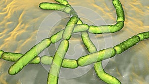 Bacteria Bacillus anthracis, the causative agent of anthrax disease