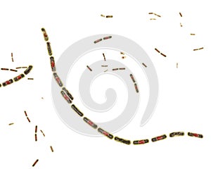 Bacteria Bacillus anthracis