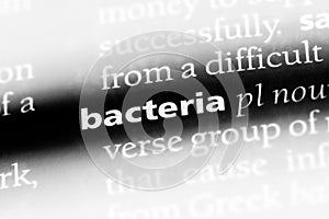 bacteria