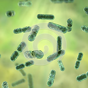 Bacteria Bacteroides, 3D illustration