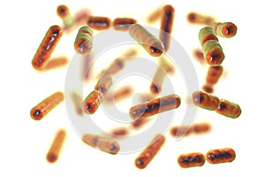 Bacteria Bacteroides fragilis, the major component of normal microbiome of human intestine photo