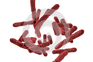 Bacteria Bifidobacterium, gram-positive anaerobic rod-shaped bacteria