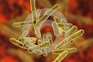 Bacteria Bifidobacterium, gram-positive anaerobic rod-shaped bacteria