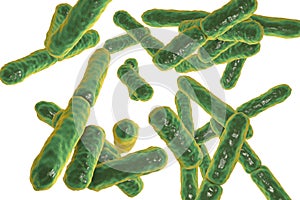 Bacteria Bifidobacterium, gram-positive anaerobic rod-shaped bacteria