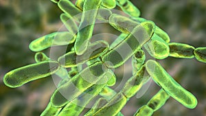 Bacteria Bifidobacterium, normal flora of human intestine