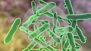 Bacteria Bifidobacterium, normal flora of human intestine