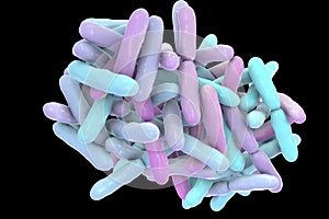 Bacteria Bifidobacterium, normal flora of human intestine