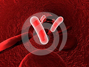 Bacteria in blood, bacteriemia photo