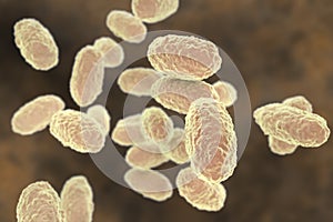 Bacteria Bordetella pertussis