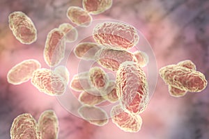 Bacteria Bordetella pertussis