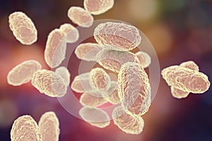 Bacteria Bordetella pertussis