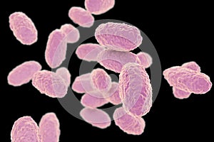 Bacteria Bordetella pertussis