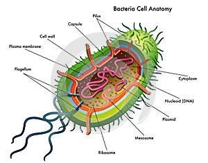 Bacteria Cell Anatomy