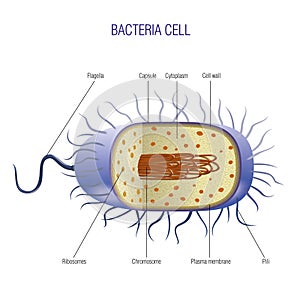 Bacteria cell photo