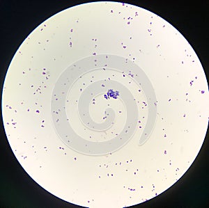 Bacteria cell Gram positive cocci