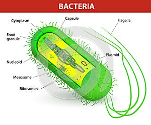 Bacterias celúla estructura 