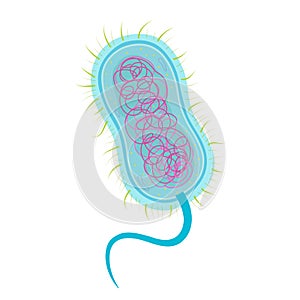 Bacteria Cell Structure