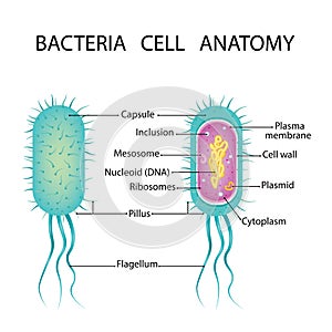 Bacteria cell structure vector illustration