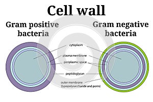Bacteria cell wall illustration. Gram positive and gram negative cell wall differents.