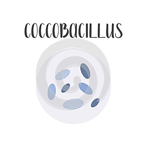 Coccobacillus. Bacteria classification. Rod-shaped shapes of bacteria, bacilli. Morphology. Microbiology. photo