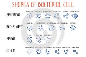 Bacteria classification. Shapes of bacteria. Morphology. Microbiology photo