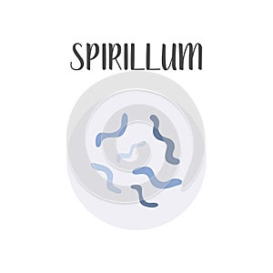 Spirillum. Bacteria classification. Spiral shapes of bacteria. Morphology. Microbiology. photo