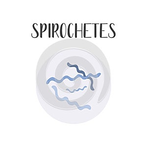 Spirochetes. Bacteria classification. Spiral shapes of bacteria. Morphology. Microbiology. photo