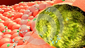 Bacteria photo