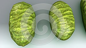 Bacteria photo