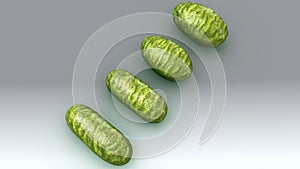 Bacteria photo