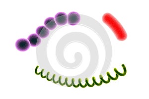 Bacteria of different shapes