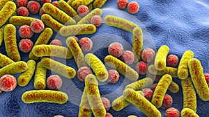 Rod-shaped bacteria and cocci photo