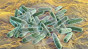 Bacteria Eikenella, illustration