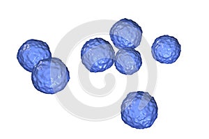 Bacteria Enterococcus, illustration