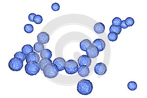 Bacteria Enterococcus, illustration