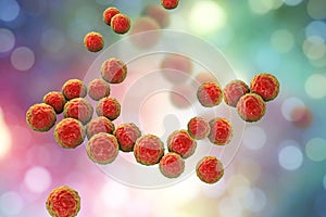 Bacteria Enterococcus, illustration photo