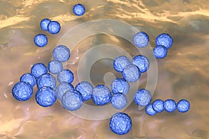 Bacteria Enterococcus, illustration photo