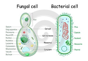 Bacteria and fungal yeast. comparison of cell structure
