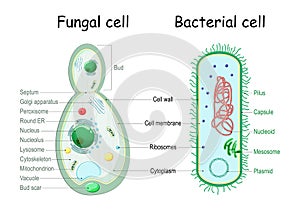 Bacteria and fungal yeast. comparison of cell structure photo