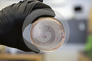 Bacteria growing on a peri plate