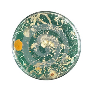 Bacteria growing in a petri dish