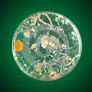 Bacteria growing in a petri dish