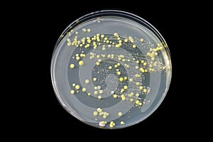 Bacteria grown from skin smear