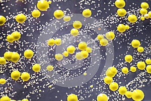 Bacteria grown from skin smear, colonies of Micrococcus luteus and Staphylococcus epidermidis