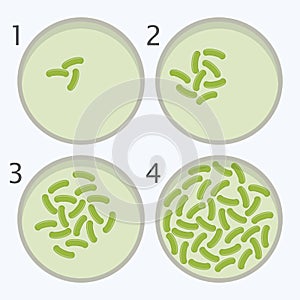 Bacteria growth stages. bacterium in petri dishes. vector