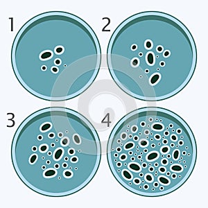 Bacteria growth stages. bacterium in petri dishes. vector