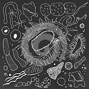 Bacteria hand-drawn image