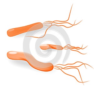 Bacteria Helicobacter pylori. Vector photo