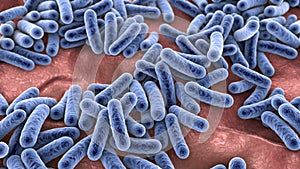 Bacteria, human microbiome