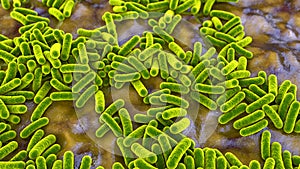 Bacteria, human microbiome